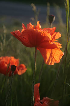 Summer Poppies