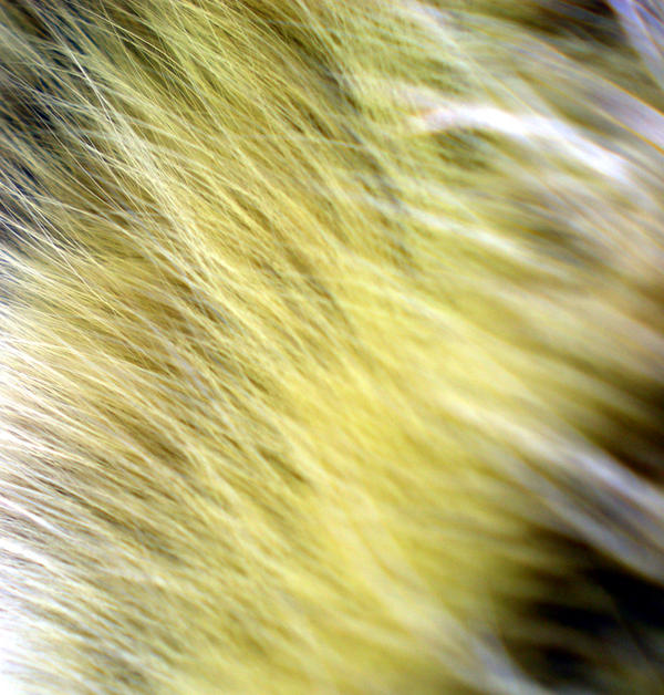 Stock Texture - green fur