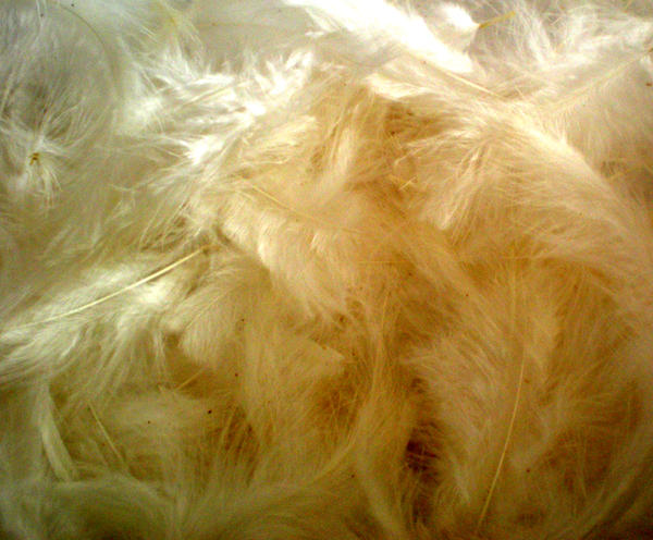 feather stock - pale yellow