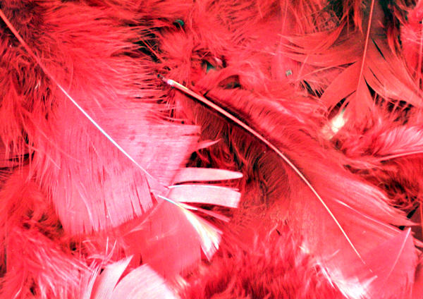 feather stock - red