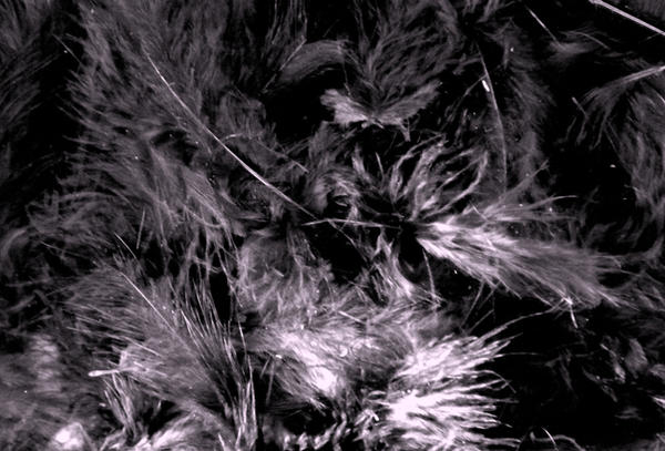 feather stock - black