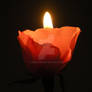 The Burning Rose X