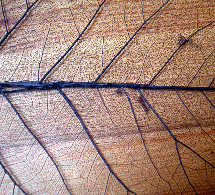 Stock Texture - Leaf Veins I