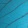 Stock Texture - Leaf Veins III