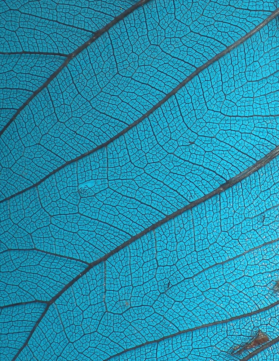 Stock Texture - Leaf Veins III