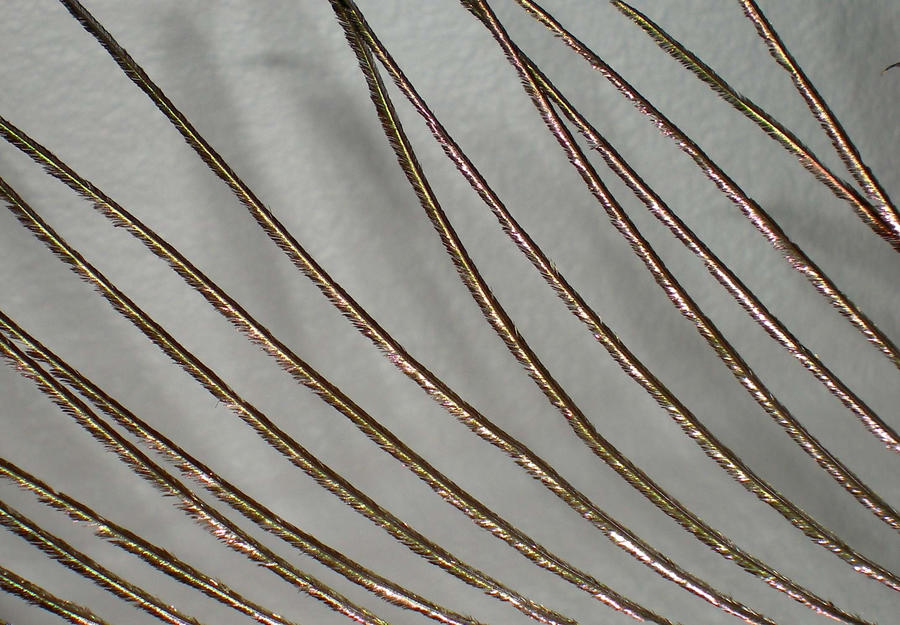 Stock Texture - feather