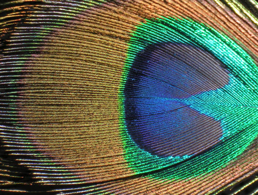 Stock Texture- Peacock Feather