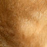 Stock Texture - Ginger Cat Fur