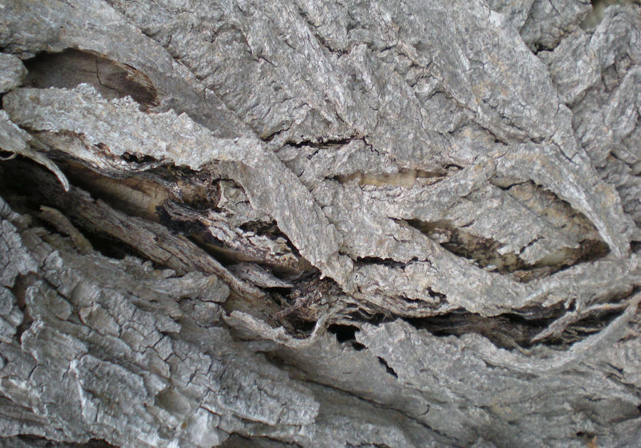 Stock Texture - broken Bark