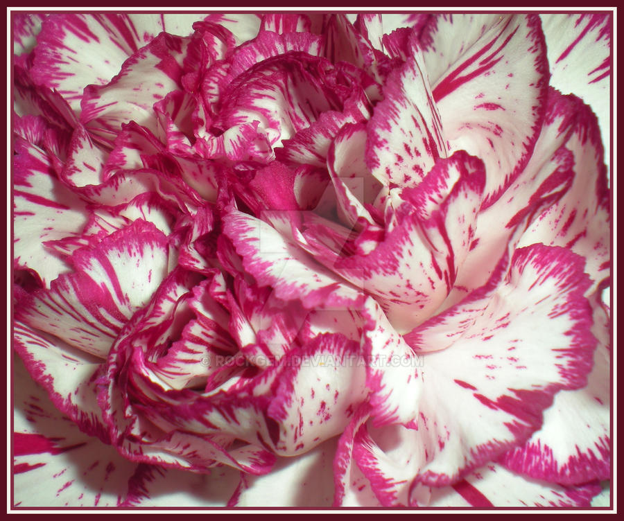 Raspberry Ruffles Background Raspberry Ruffles by rockgem on DeviantArt