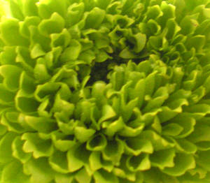 Stock texture - green frills