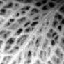 Stock texture - leaf veins