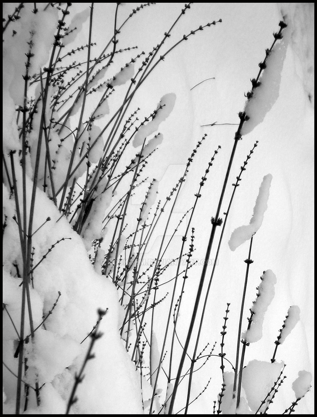 Stalks...II