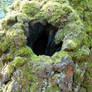 Stock texture - moss and knothole