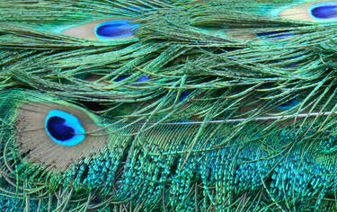 Stock Texture - Peacock eye feathers