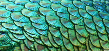 Stock Texture - Peacock Feathers