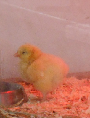 Chick Stock IV