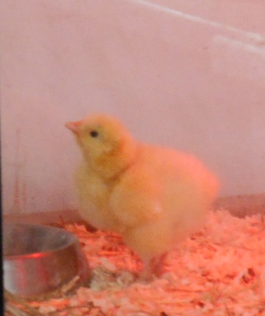 Chick Stock III