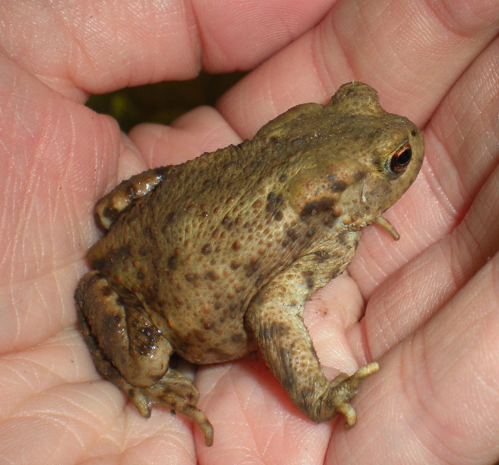 Stock - Toad