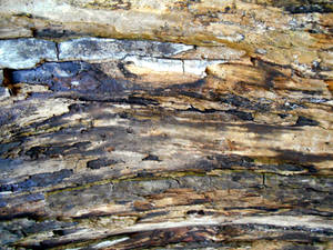 Stock Texture - decayed wood II