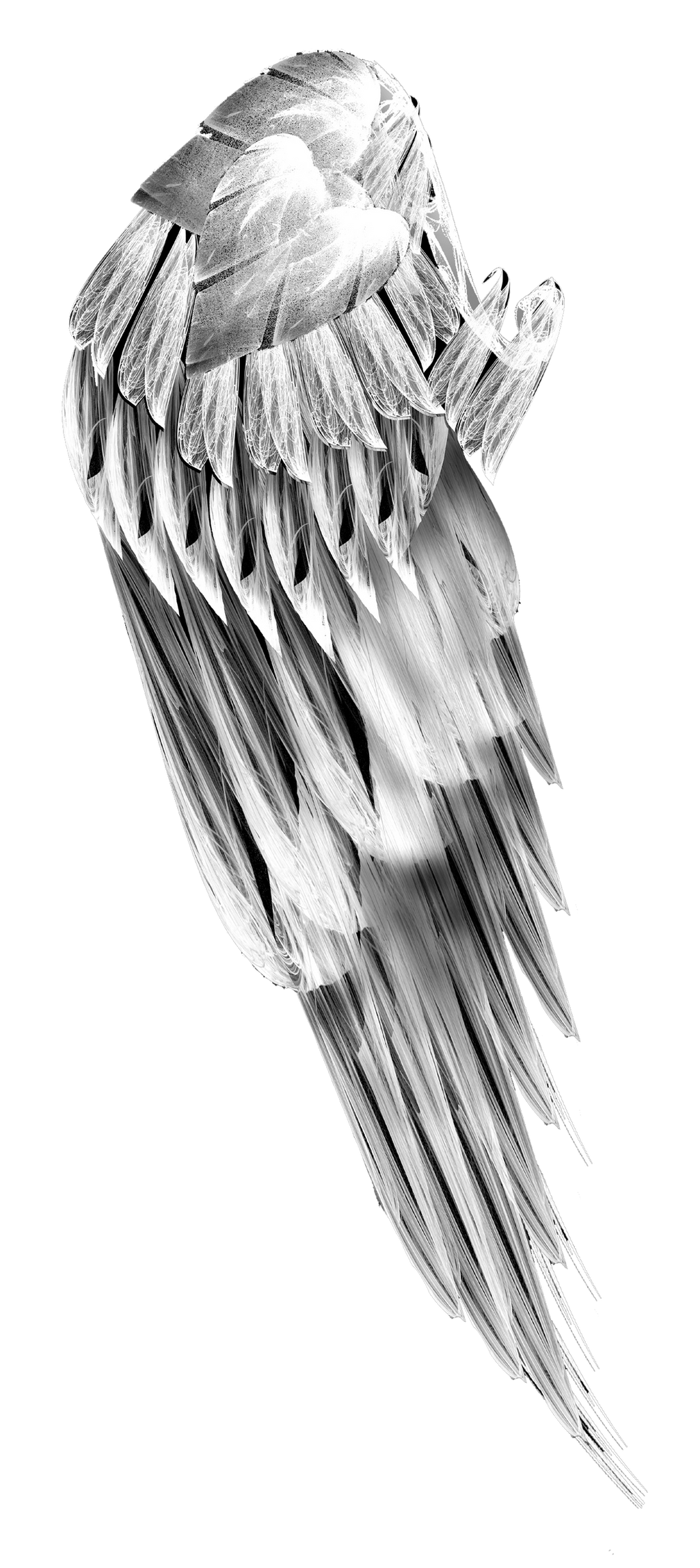 fractal manip stock - angel wing