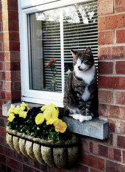 Cat in the window