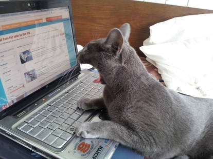 Cat Yuri my IT expert browsing internet.