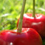 Cherries