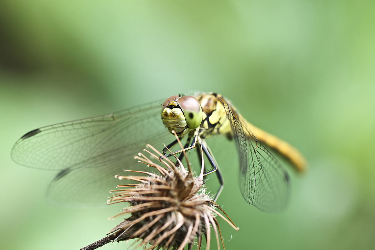 A Dragonfly