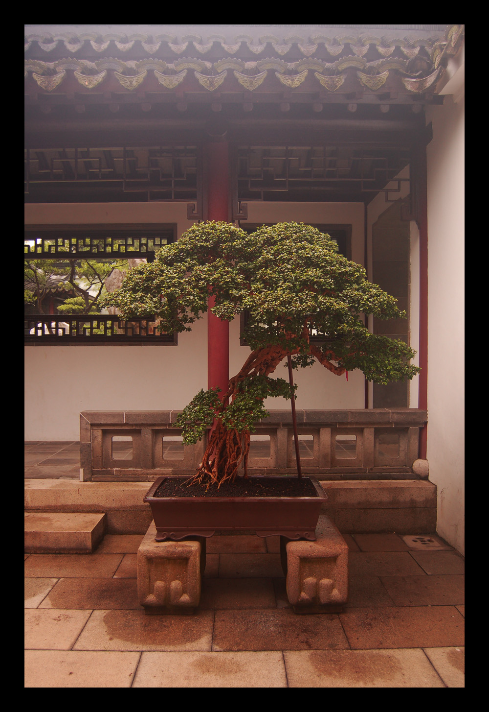 Bonsai