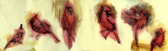 Cardinal Studies