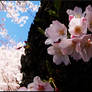 Cherry Blossoms 1