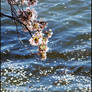 Cherry Blossoms 2