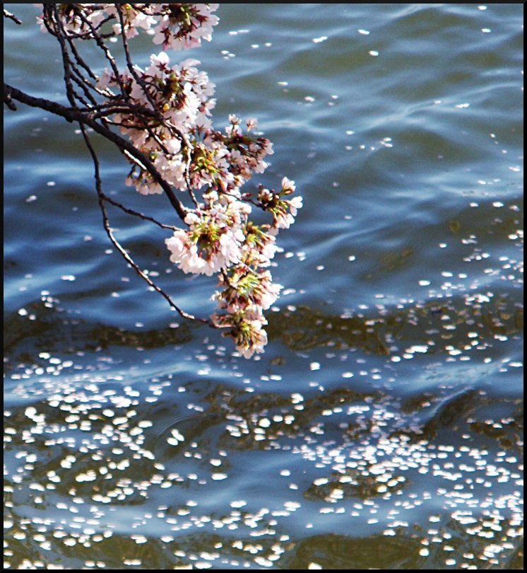 Cherry Blossoms 2