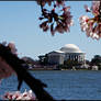 Cherry Blossoms 3