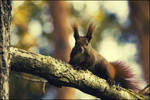 red squirrel by herz0g