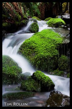 Mossy Stream 3