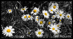 Daisyland by ElenionTolto