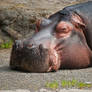 Hippo Hates Mondays