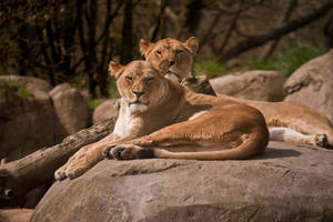 Sleepy Lions 1 by Mad-Willy