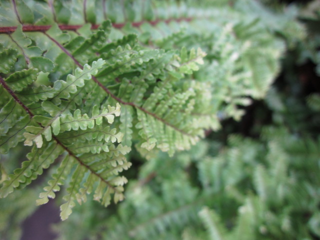 fern-tastic