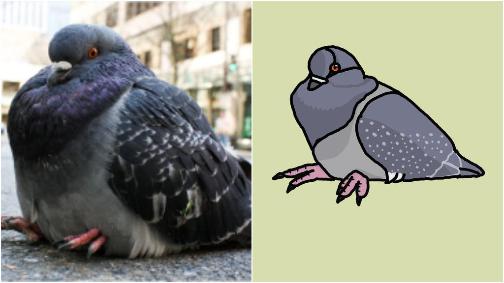Fat Bird Pigeon Reference By Yojobubbles On DeviantArt fat-bird-pigeon-reference-by-yojobubbles-on-deviantart