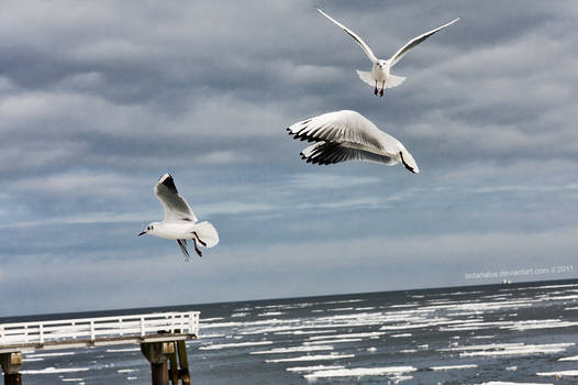 Gulls Timmendorf