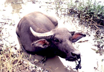 a carabao - water buffalo on a rice paddy