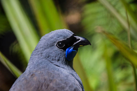 Kokako