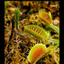 Flytraps