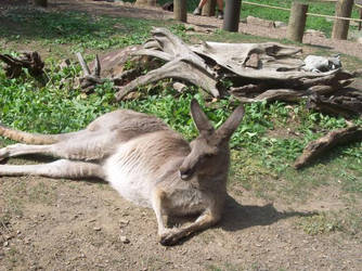 Kangaroo