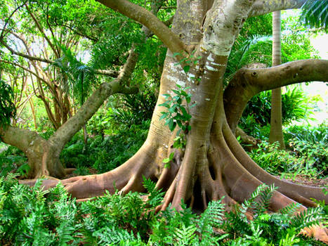 Banyan Background