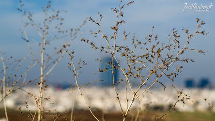 Amman Branches