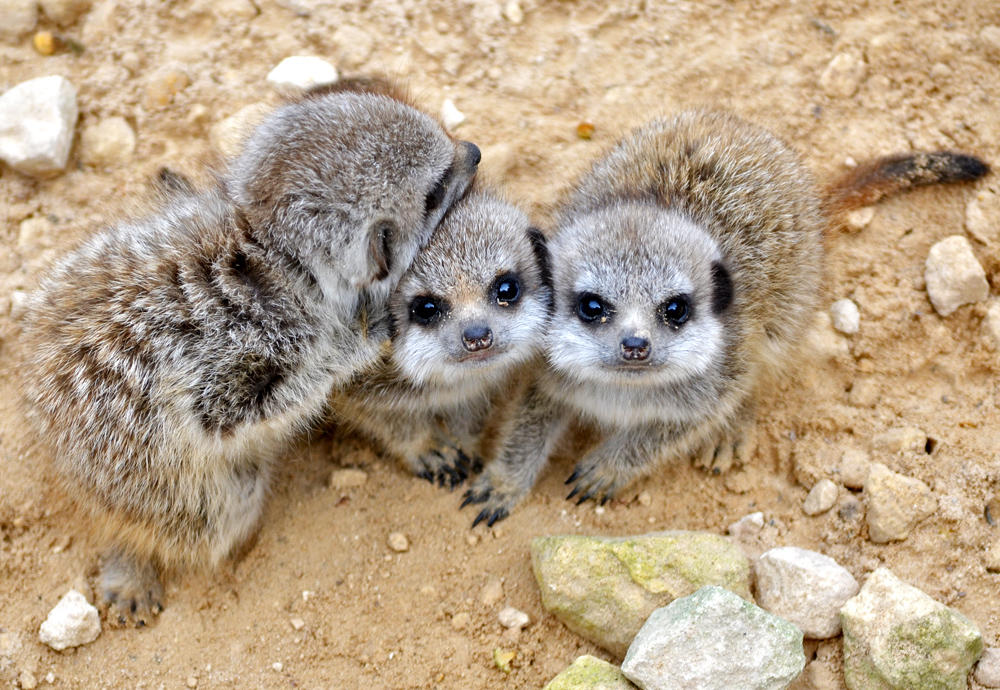 Baby Meerkats by Geemaa-pix